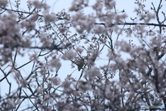 撮って出し(2025-04-20_06-32)-(Canon EOS 60D-2