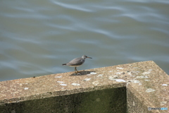 撮って出し(2024-05-11_10-09)-(Canon EOS 60D-2