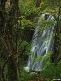撮って出し(2024-10-30_10-03)-(E-M5-22(OLYMPUS