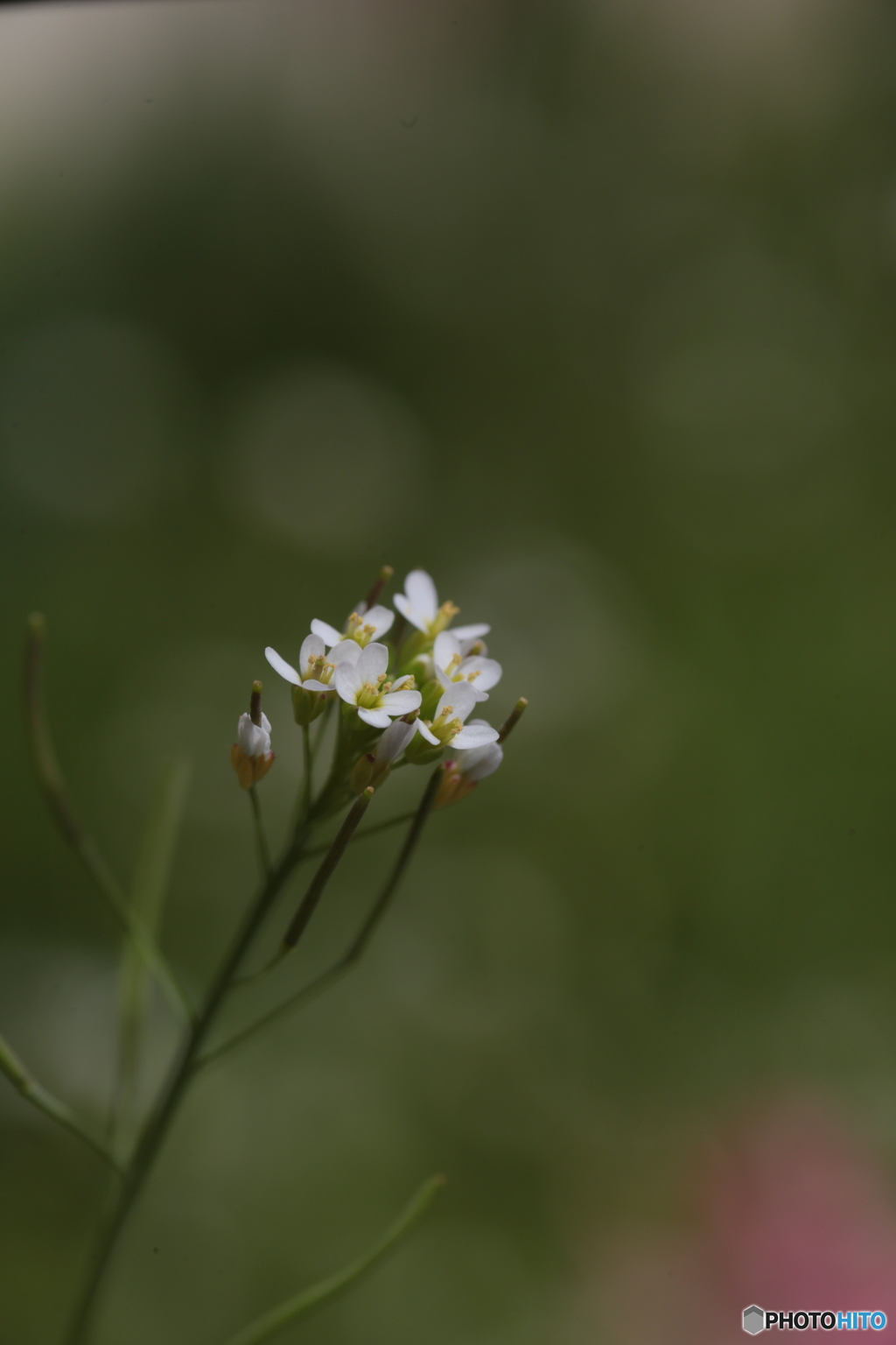撮って出し(2024-04-18_11-59)-(Canon EOS 6D-90