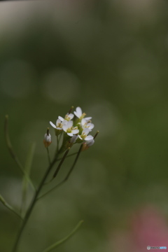 撮って出し(2024-04-18_11-59)-(Canon EOS 6D-90