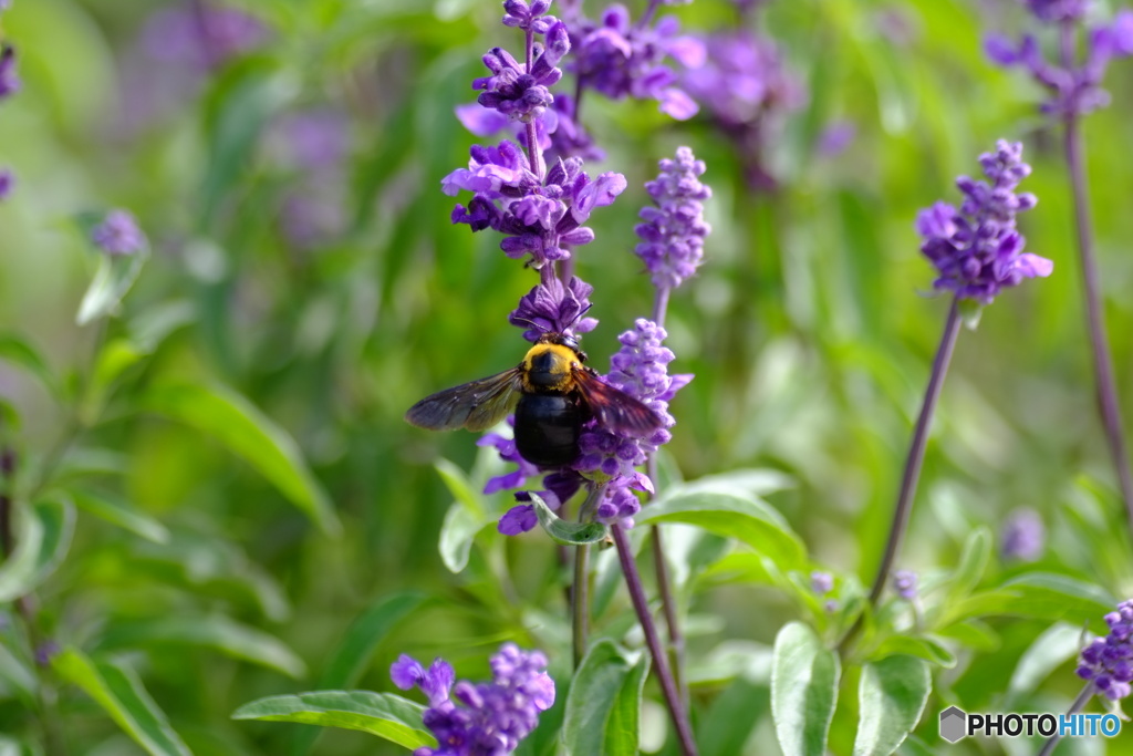 撮って出し(2025-10-04_12-35)-(X-E1-50())_02