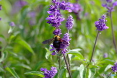 撮って出し(2025-10-04_12-35)-(X-E1-50())_02