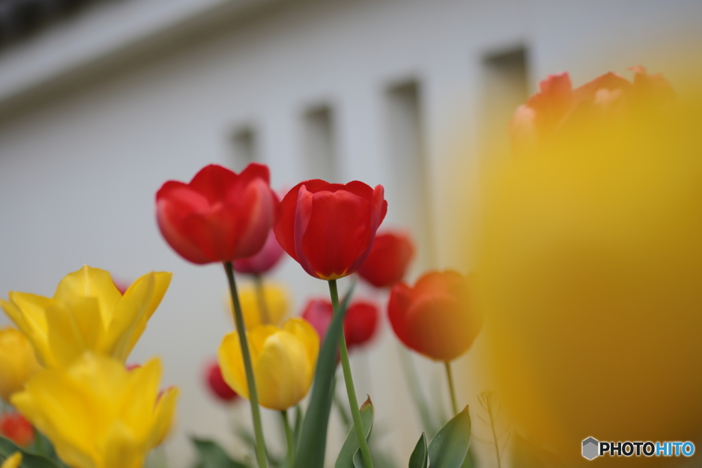 撮って出し(2024-04-18_09-45)-(Canon EOS 6D-90