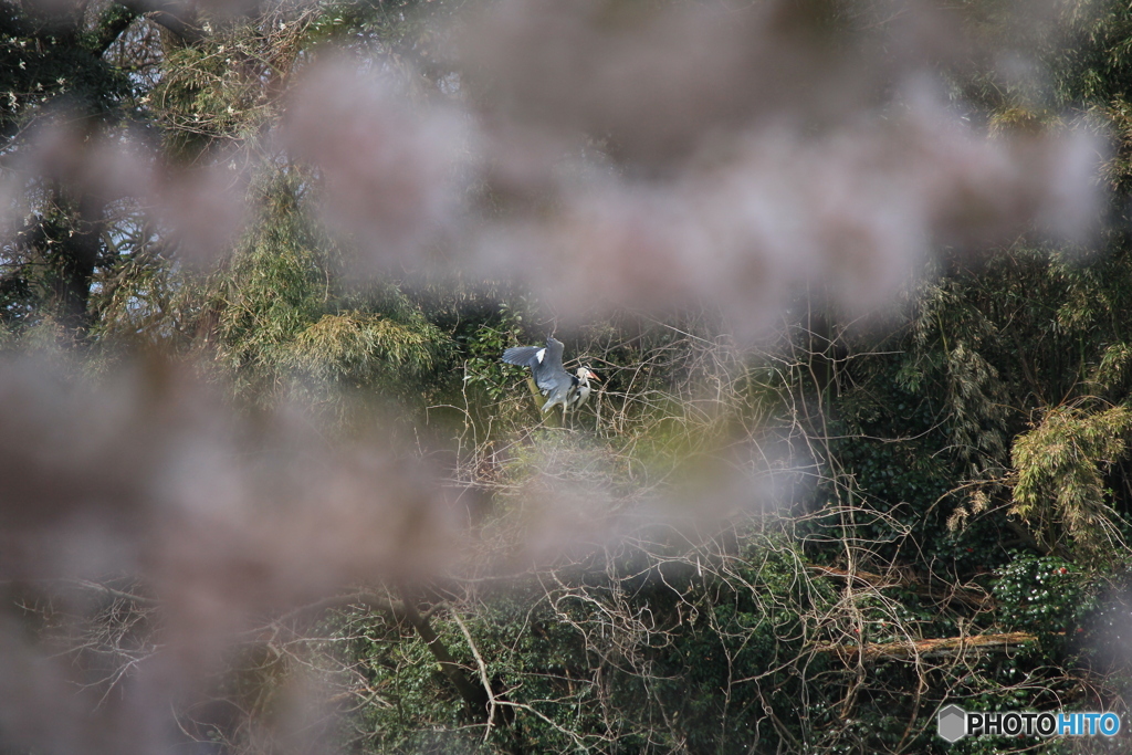撮って出し(2025-04-19_09-58)-(Canon EOS 60D-2