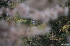 撮って出し(2025-04-19_09-58)-(Canon EOS 60D-2