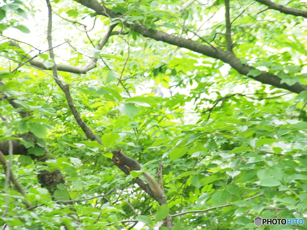 撮って出し(2025-06-15_14-50)-(E-M5-150(OLYMPU