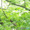 撮って出し(2025-06-15_14-50)-(E-M5-150(OLYMPU