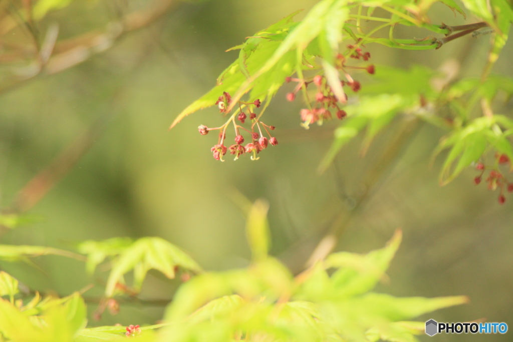 撮って出し(2025-05-14_07-41)-(Canon EOS 60D-2
