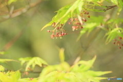 撮って出し(2025-05-14_07-41)-(Canon EOS 60D-2