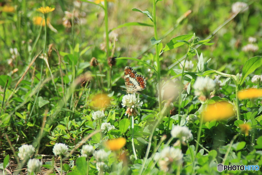 撮って出し(2025-07-08_08-15)-(Canon EOS 60D-3