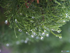 撮って出し(2025-01-12_10-00)-(E-M5-100(OLYMPU