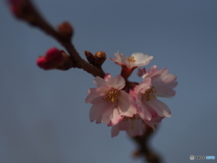 撮って出し-E-M5-0.0-41_03_09-1