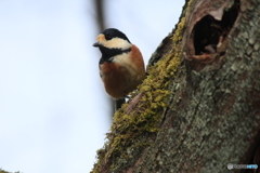 撮って出し(2025-03-03_12-59)-(Canon EOS 60D-2