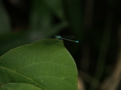 撮って出し(2024-06-30_07-27)-(E-M5-150(OLYMPU