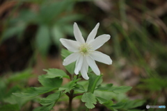 撮って出し(2025-04-06_09-18)-(Canon EOS 60D-1