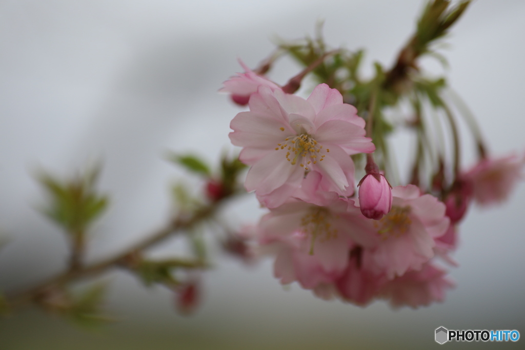 撮って出し(2025-04-19_07-43)-(Canon EOS 6D-90