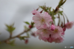 撮って出し(2025-04-19_07-43)-(Canon EOS 6D-90