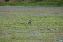 撮って出し(2025-05-11_10-11)-(Canon EOS 60D-2