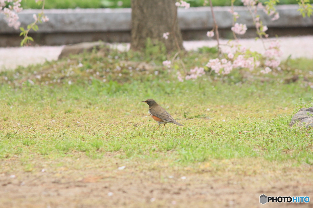 撮って出し(2025-04-24_08-36)-(Canon EOS 60D-2