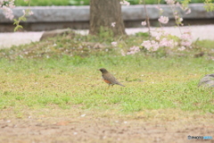撮って出し(2025-04-24_08-36)-(Canon EOS 60D-2