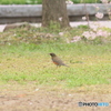 撮って出し(2025-04-24_08-36)-(Canon EOS 60D-2