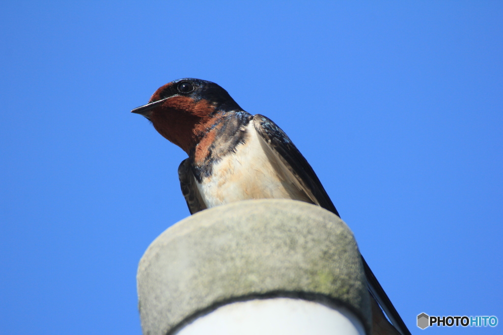 撮って出し(2025-06-13_08-29)-(Canon EOS 60D-3