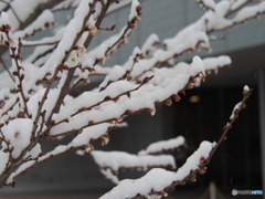 撮って出し(2024-02-22_07-11)-(E-M5-56(OLYMPUS