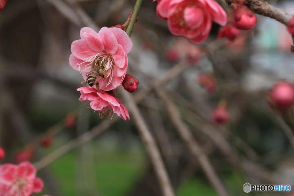撮って出し(2025-04-06_09-47)-(Canon EOS 60D-9