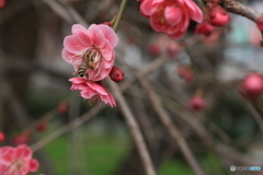 撮って出し(2025-04-06_09-47)-(Canon EOS 60D-9