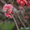 撮って出し(2025-04-06_09-47)-(Canon EOS 60D-9