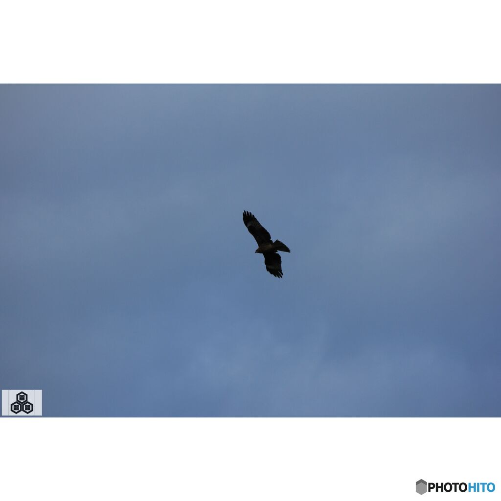 撮って出し(2023-11-26_08-13)-250-EF-S55-250mm