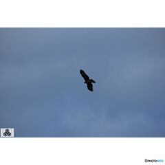 撮って出し(2023-11-26_08-13)-250-EF-S55-250mm