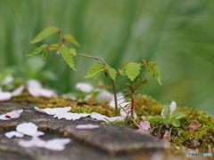 撮って出し(2024-04-19_14-46)-(E-M5-0())