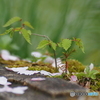 撮って出し(2024-04-19_14-46)-(E-M5-0())