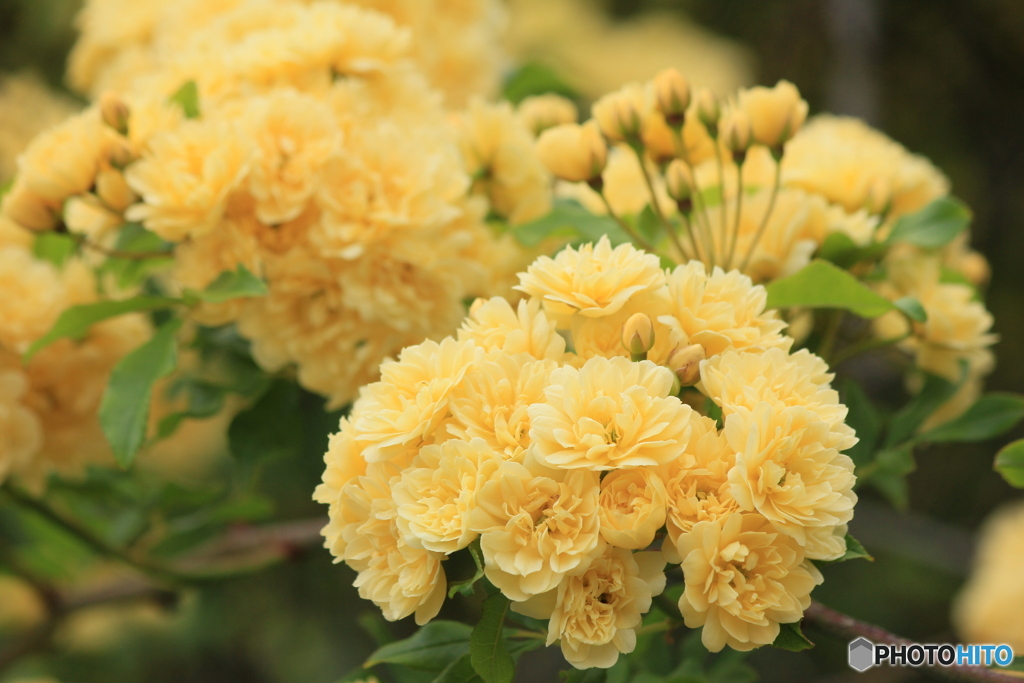 撮って出し(2024-05-12_09-27)-(Canon EOS 60D-1