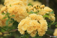 撮って出し(2024-05-12_09-27)-(Canon EOS 60D-1