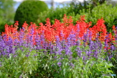 撮って出し(2025-10-04_12-35)-(X-E1-50())