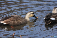 撮って出し(2025-03-03_12-14)-(Canon EOS 60D-1