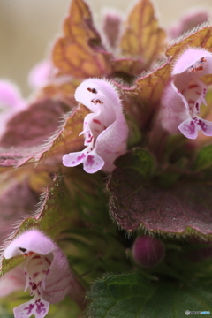 撮って出し(2025-04-12_10-36)-(Canon EOS 60D-9