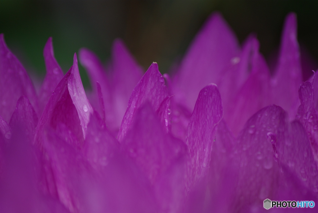 撮って出し(2025-09-29_10-05)-(PENTAX K10D-300