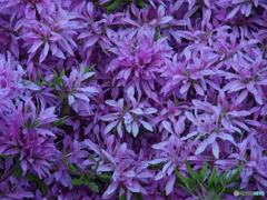 撮って出し-E-M5-150.0-23_05_09-0