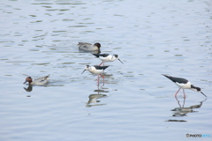 撮って出し(2025-04-27_12-29)-(Canon EOS 60D-2