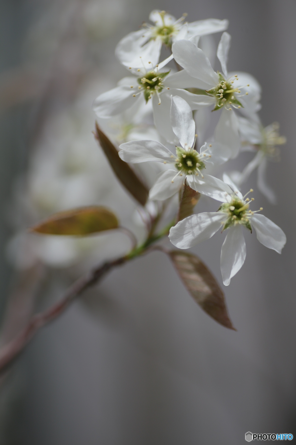 撮って出し(2024-04-18_12-43)-(Canon EOS 6D-90
