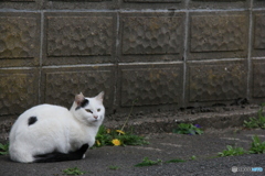 撮って出し-Canon EOS 60D-145.0-41_04_18-0
