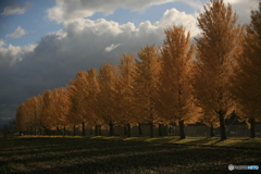 撮って出し(2024-11-07_14-13)-(Canon EOS 5D-80