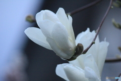 撮って出し(2025-04-20_05-22)-(Canon EOS 60D-2