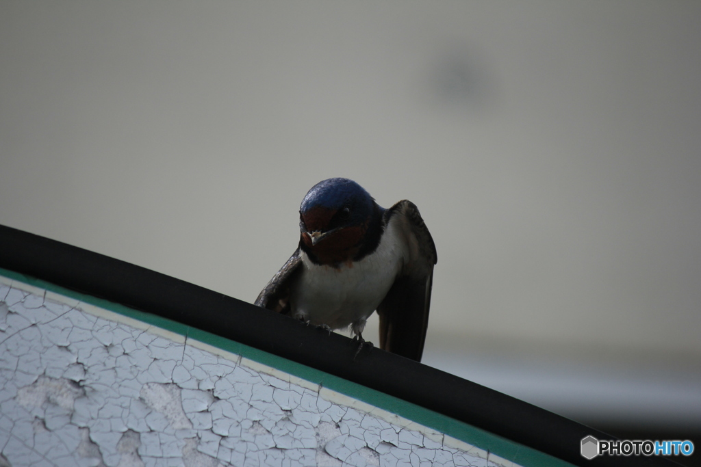 撮って出し(2025-04-18_09-26)-(Canon EOS 60D-2