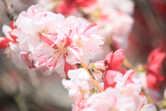 撮って出し(2025-04-27_09-58)-(Canon EOS 60D-1