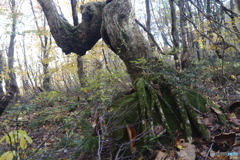 撮って出し(2025-11-04_09-46)-(Canon EOS 6D-33